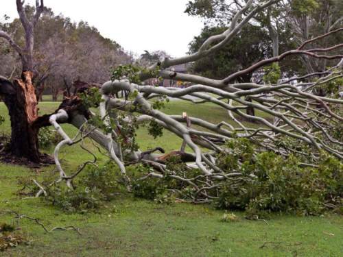 Abattage arbre mort