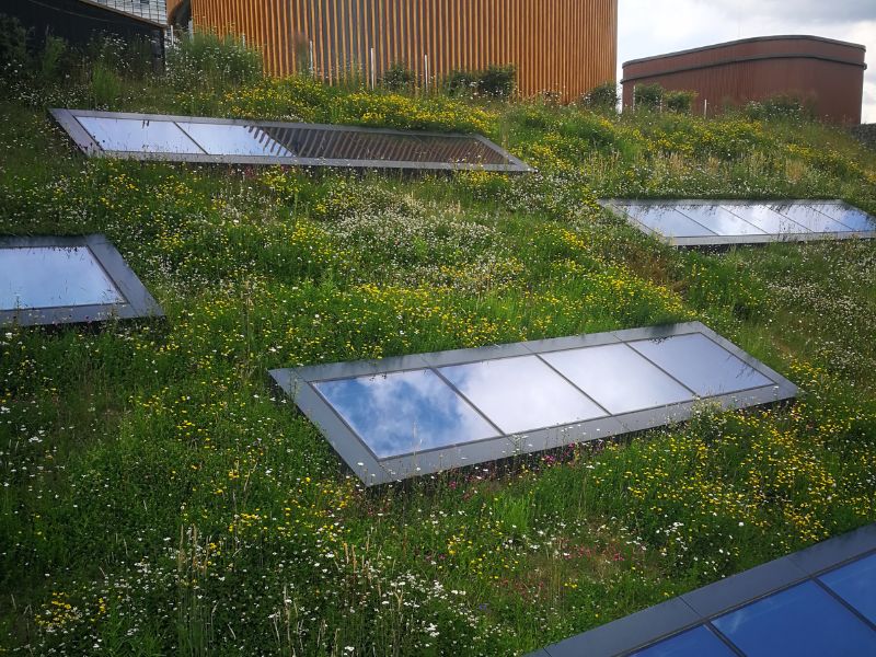 Entretien du toit végétalisé au fil des saisons